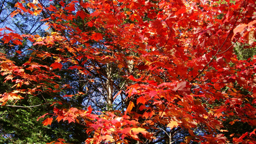 The Charms of Autumn