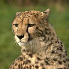 The Cheetah