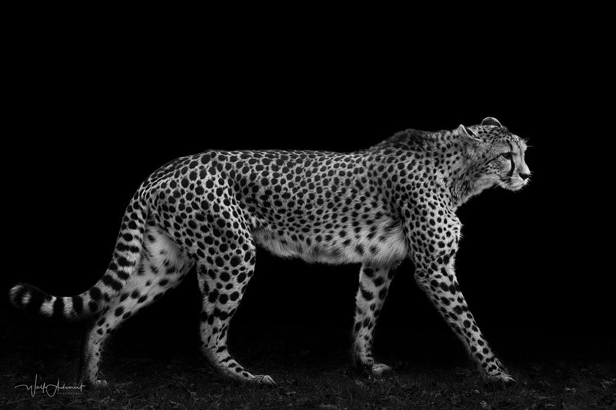 the cheetah