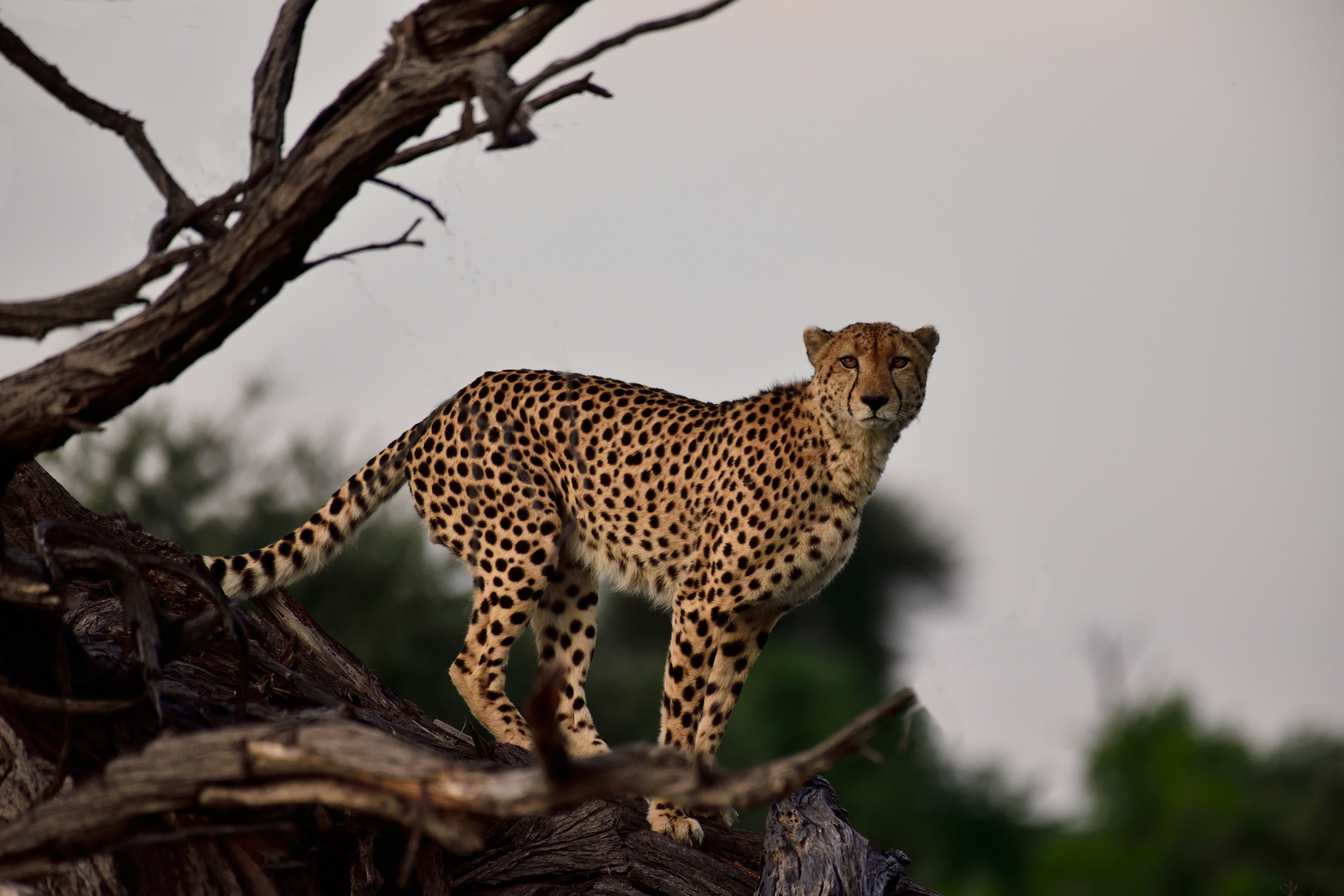 The cheetah that loves climbing trees