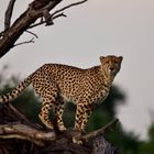 The cheetah that loves climbing trees