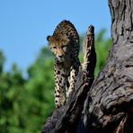 The cheetah that loves climbing trees II