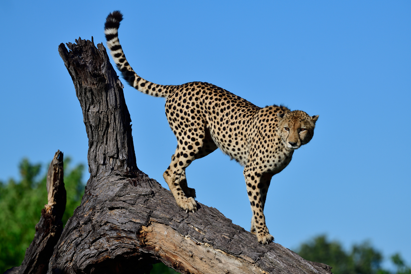 The cheetah that loves climbing trees III