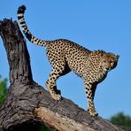 The cheetah that loves climbing trees III