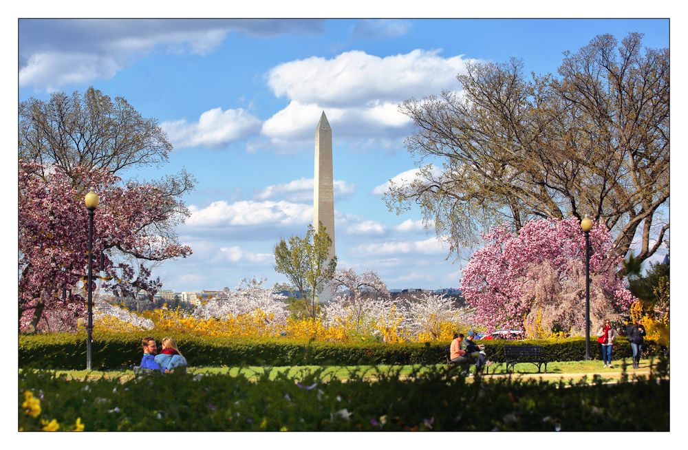 The Cherry Blossoms are blooming....Spring has sprung