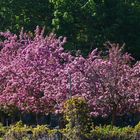 The cherry trees