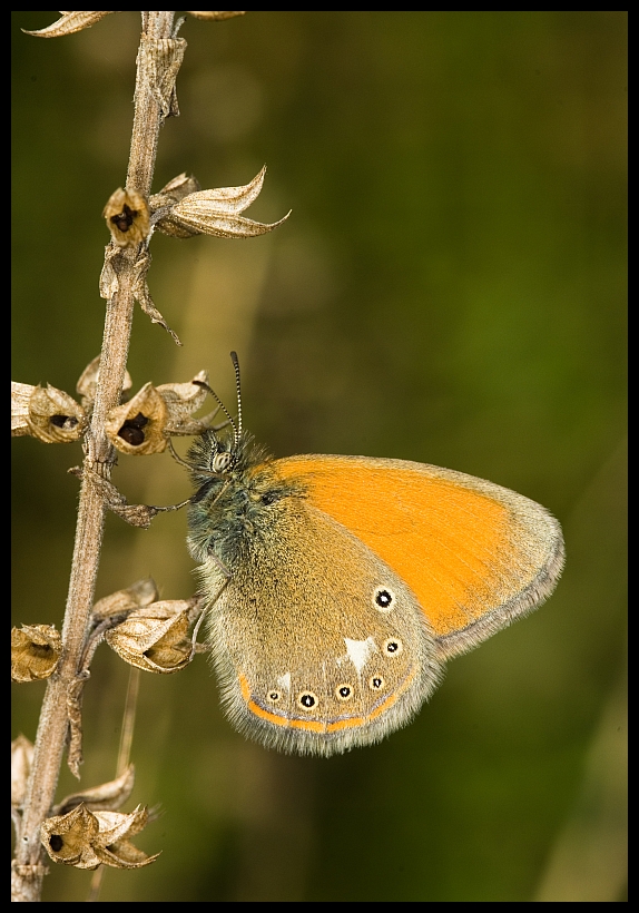 The Chestnut Heath (Coenonympha glycerion)