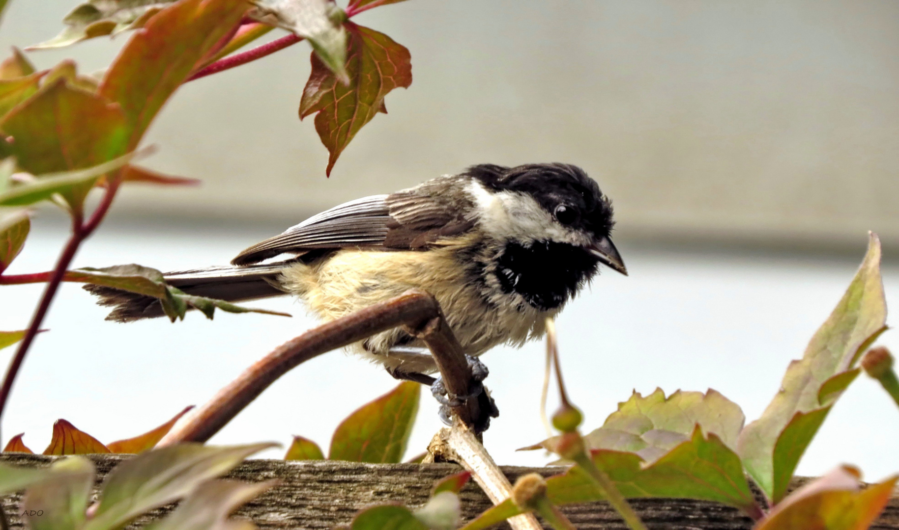 The Chickadee