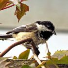 The Chickadee