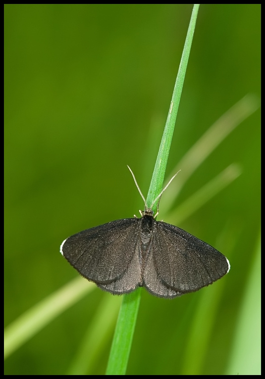 The Chimney Sweeper