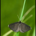 The Chimney Sweeper