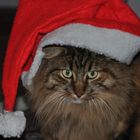 the Chrismas-Cat!!