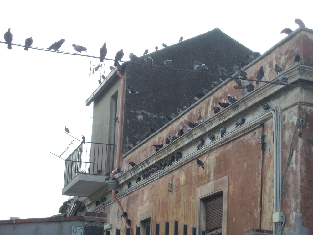 The city of birds - Catania