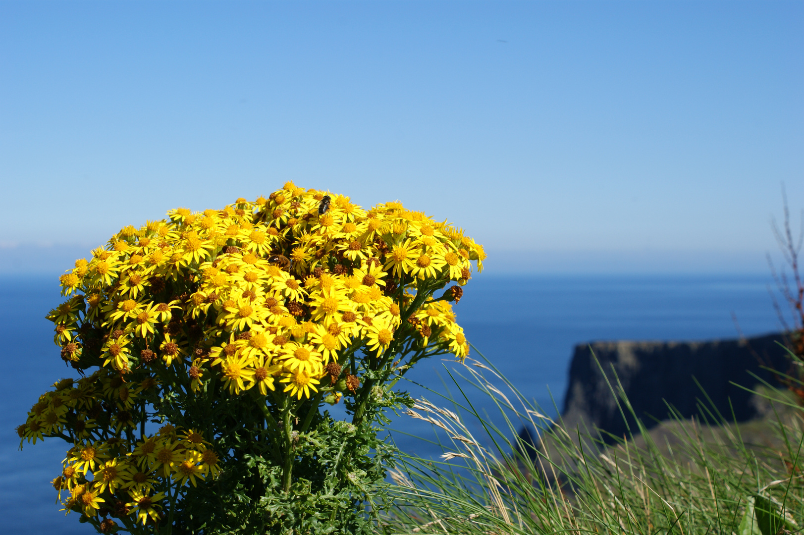 The Cliffs of Moher