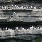 The Cliffs of Moher - im Westküste Irlands - West-Ireland