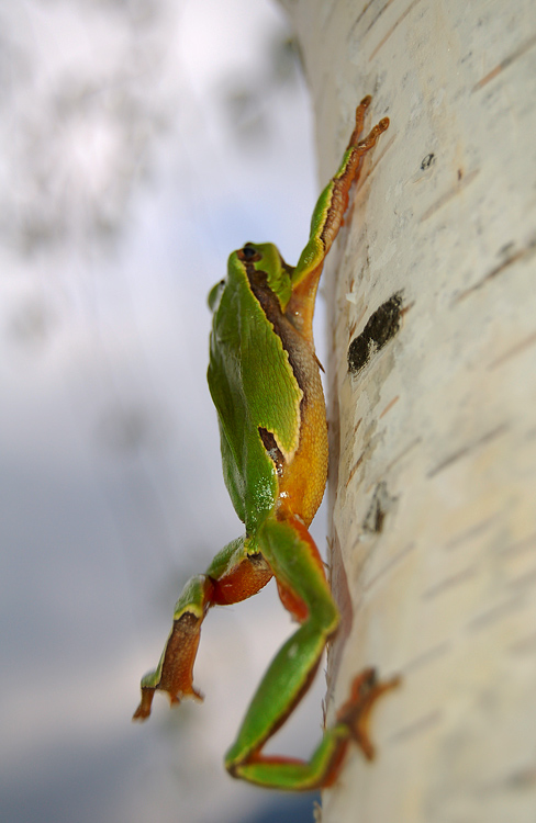 THE CLIMBER