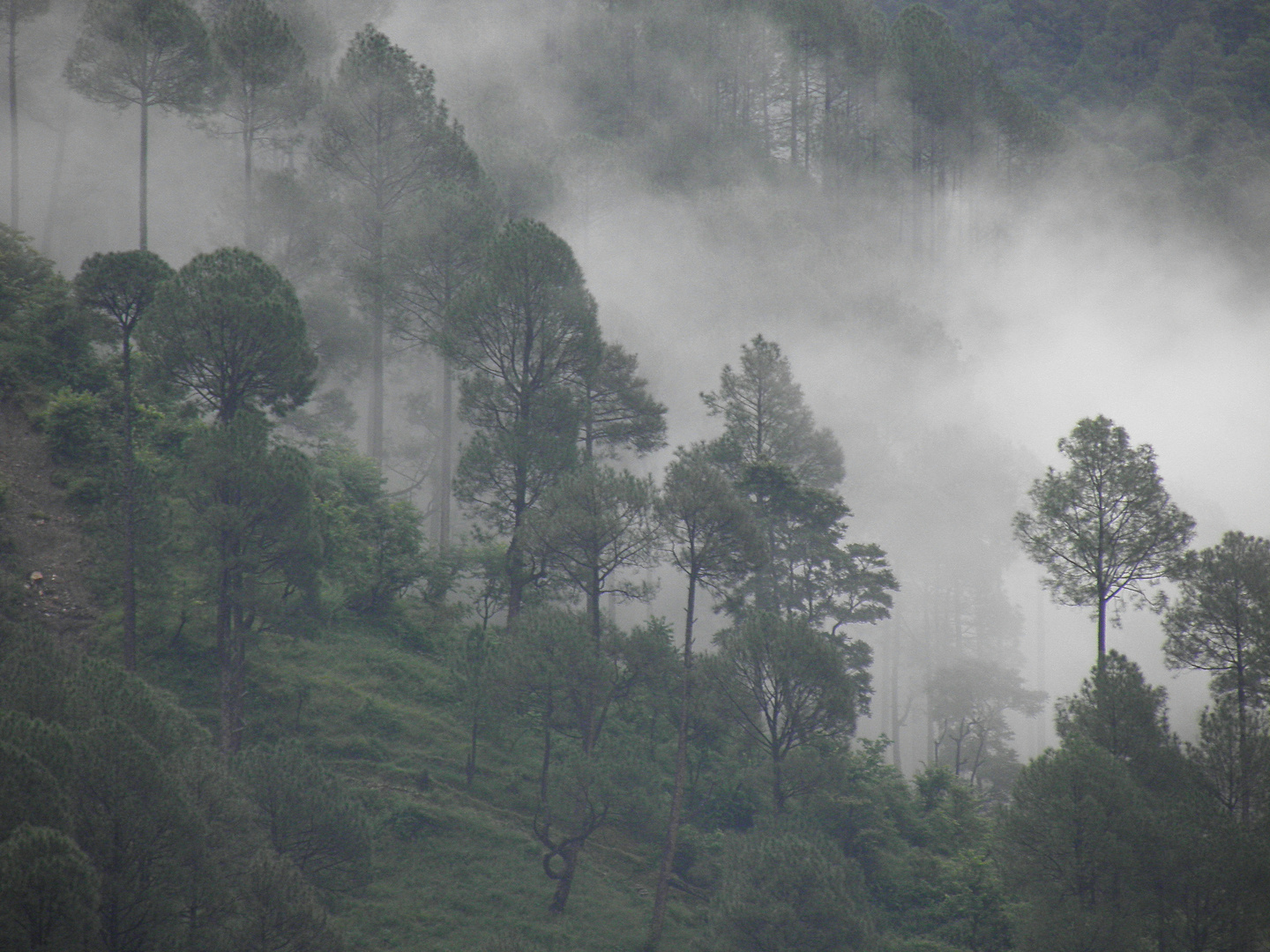 THE CLOUD COVERED SLOPES OF THE GHARWAL HIMALAYAS