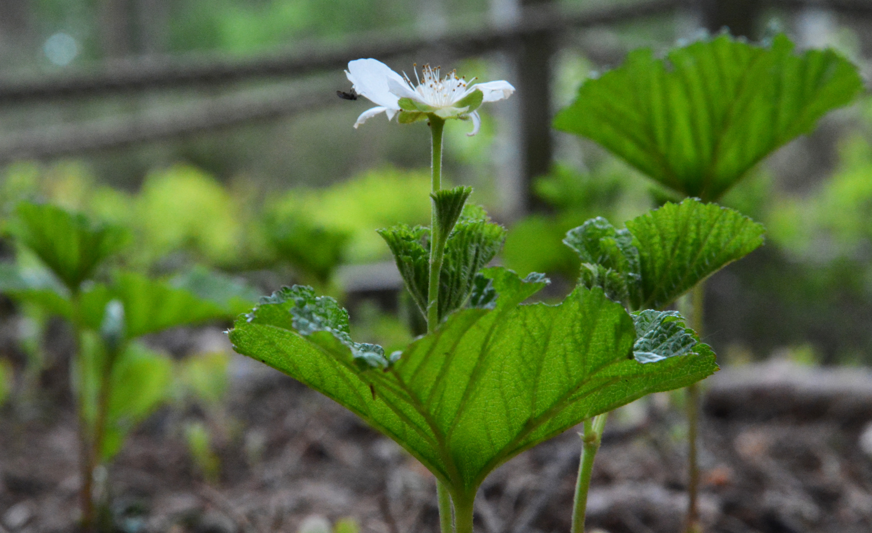 The cloudberry be in bloom