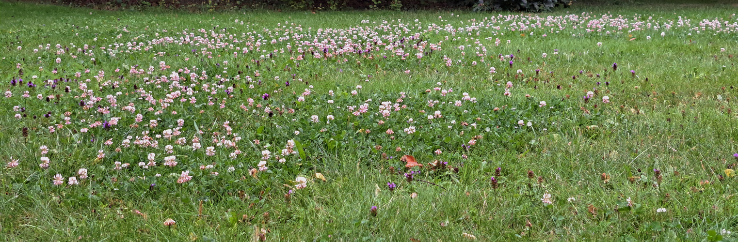 The clover field
