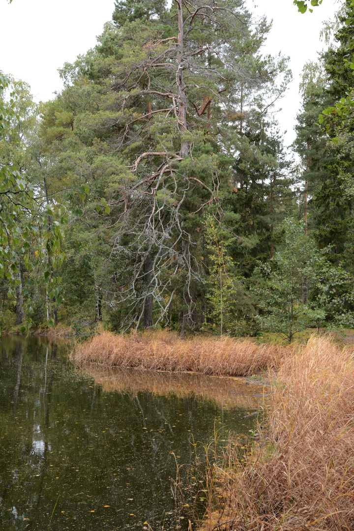 The coast of Seurasaari