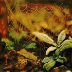 the cobweb