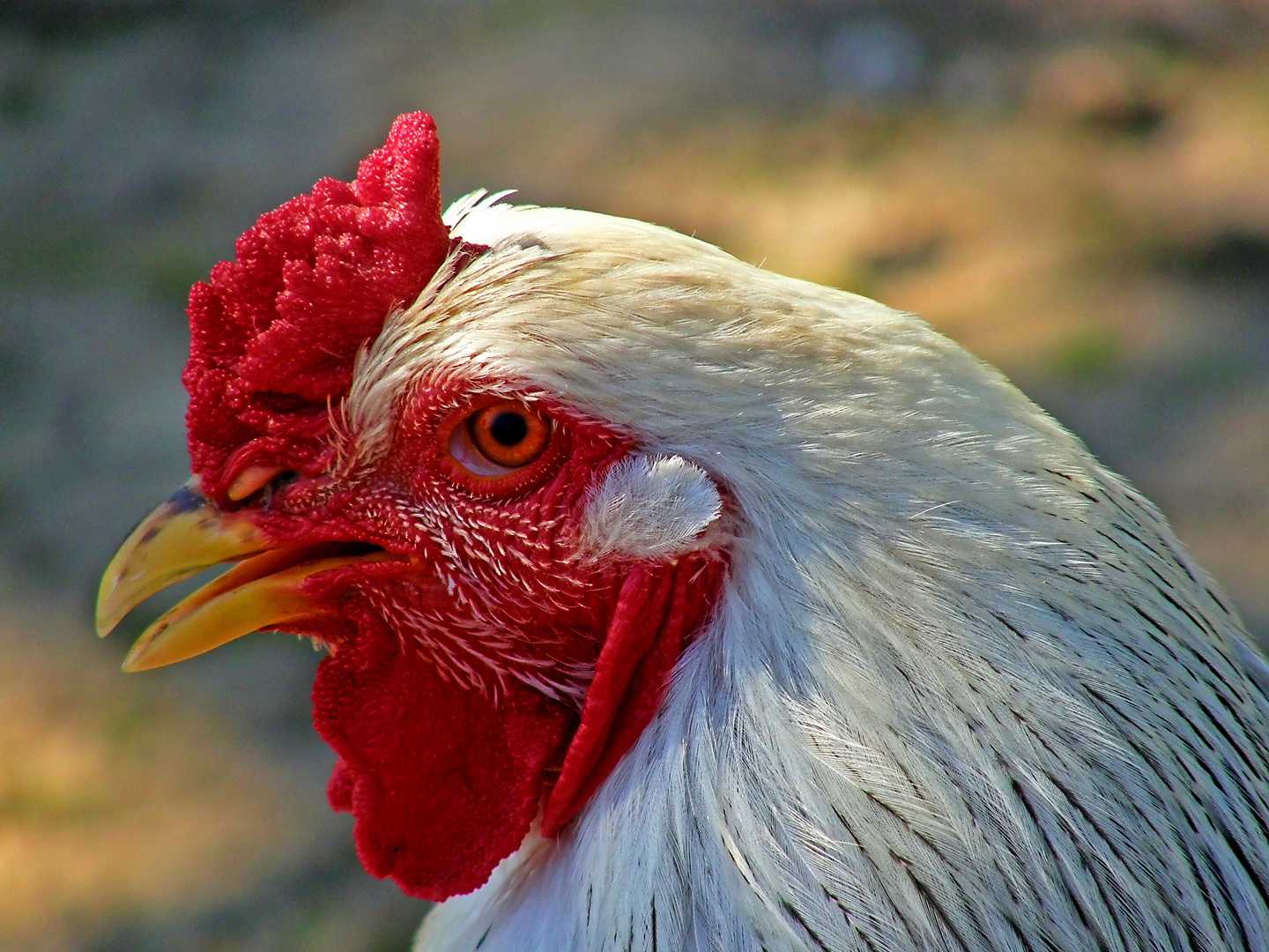 The cock is the master when the hen is not at home