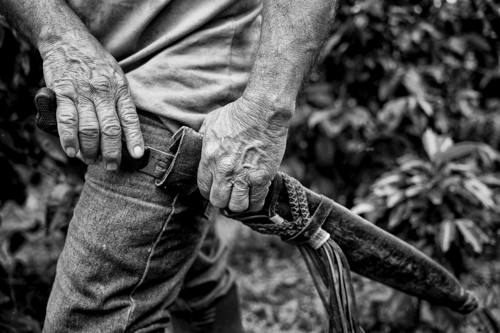 The Coffee Field Guardian