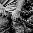 The Coffee Field Guardian