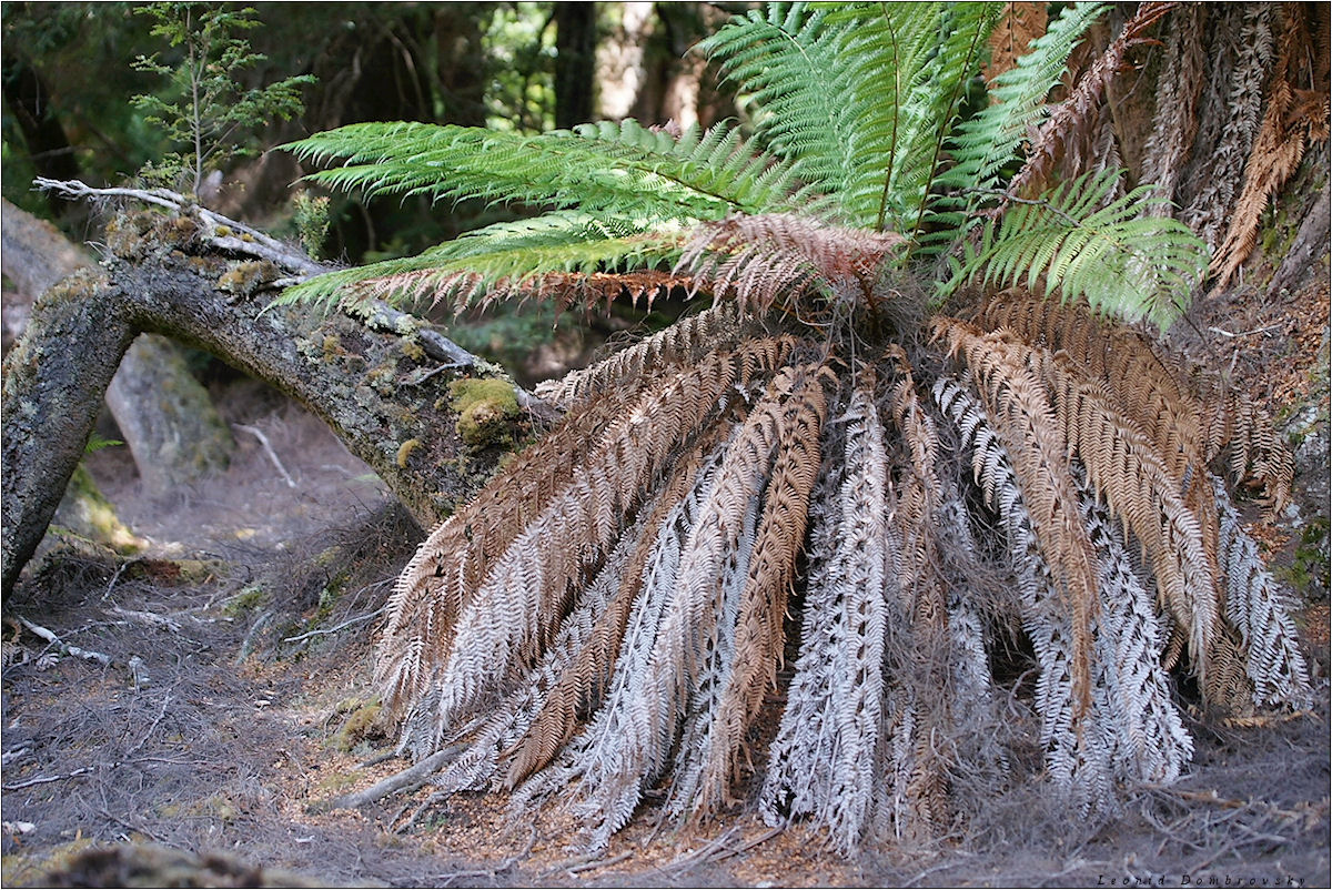 The collapsed tree fern