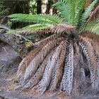 The collapsed tree fern