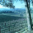 the Collio