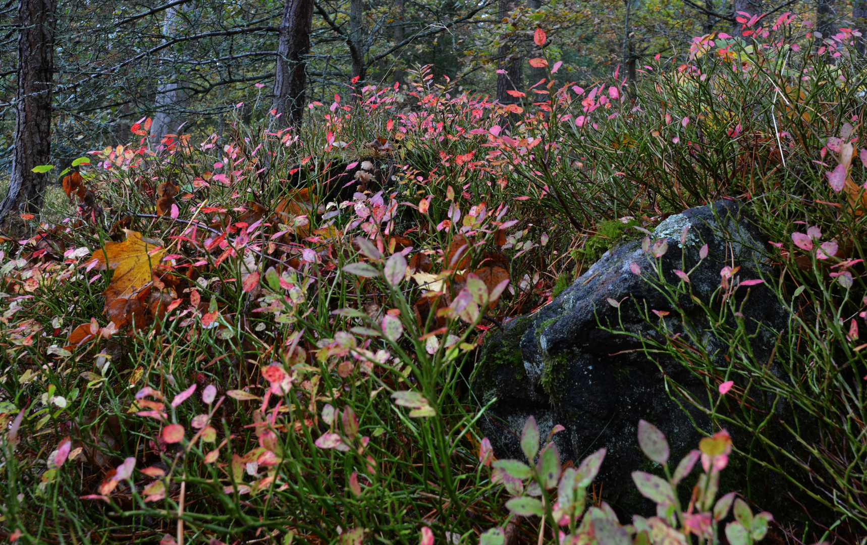 The color full bilberry leaves