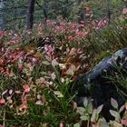 The color full bilberry leaves