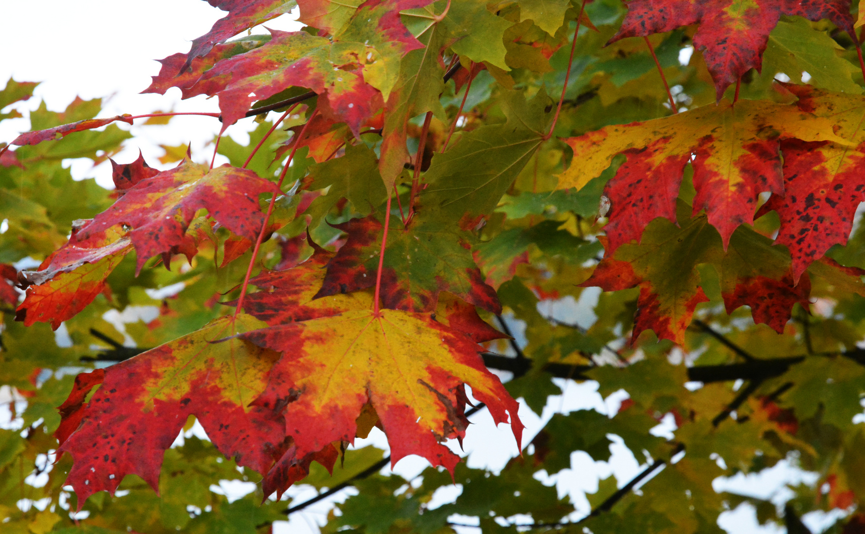 The color full leaves