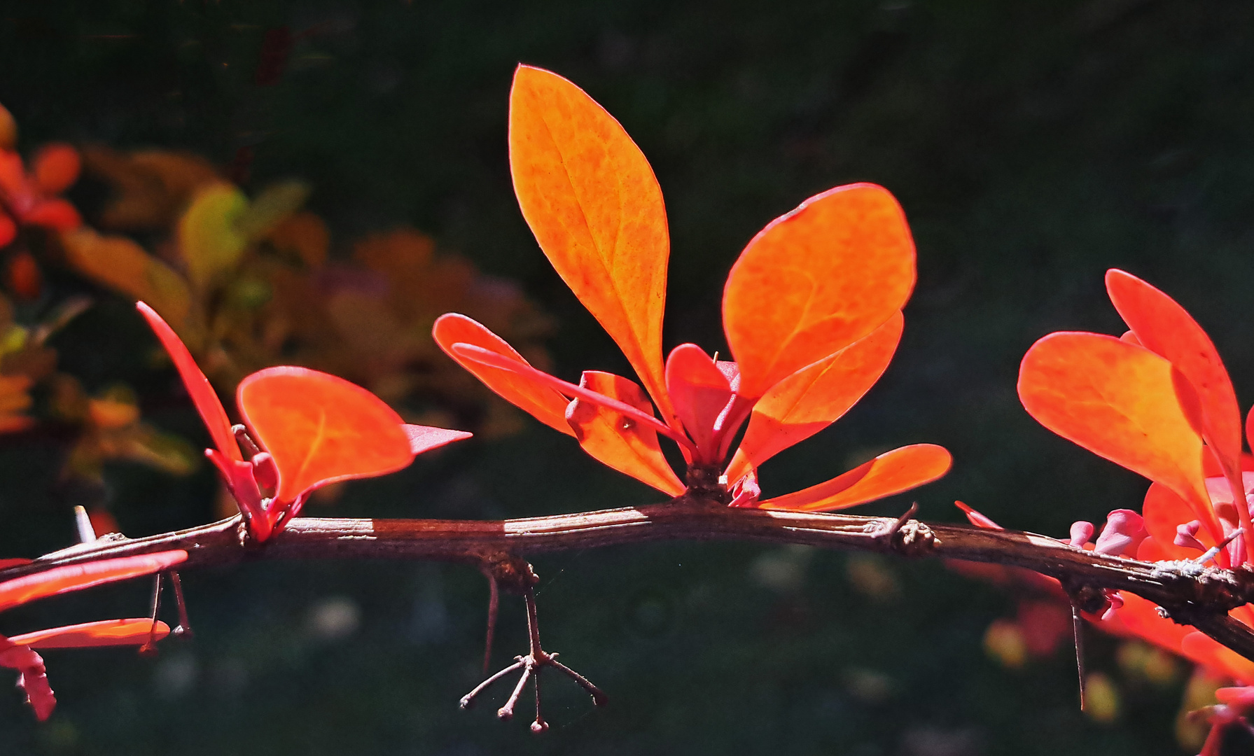 The color of autumn 