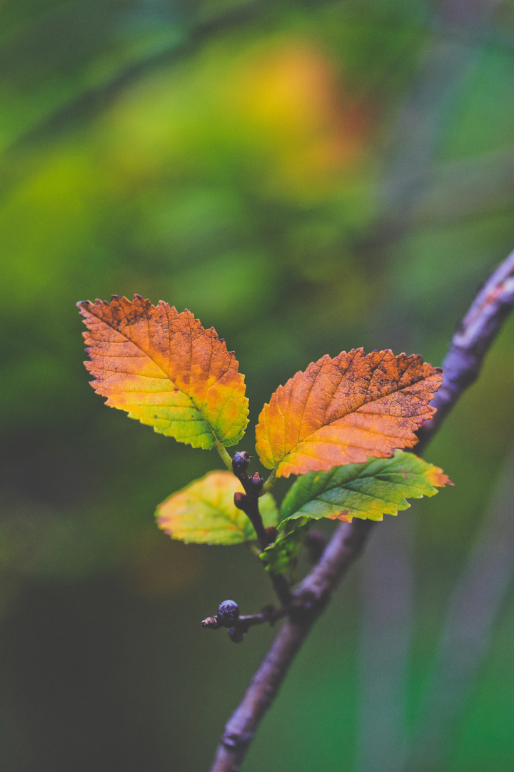 The color of autumn