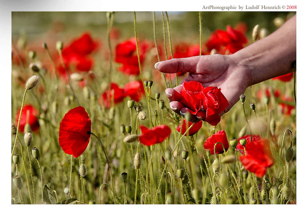 ~~~ the color of summer ~~~