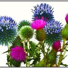 The colorful blooms of the teasel