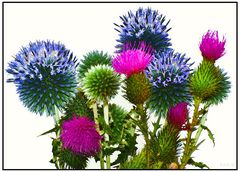 The colorful blooms of the teasel