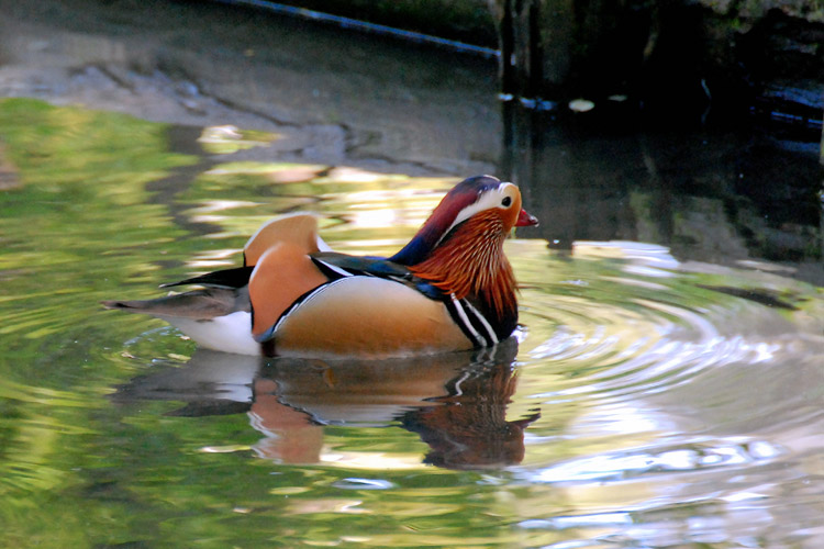 The colorfull duck