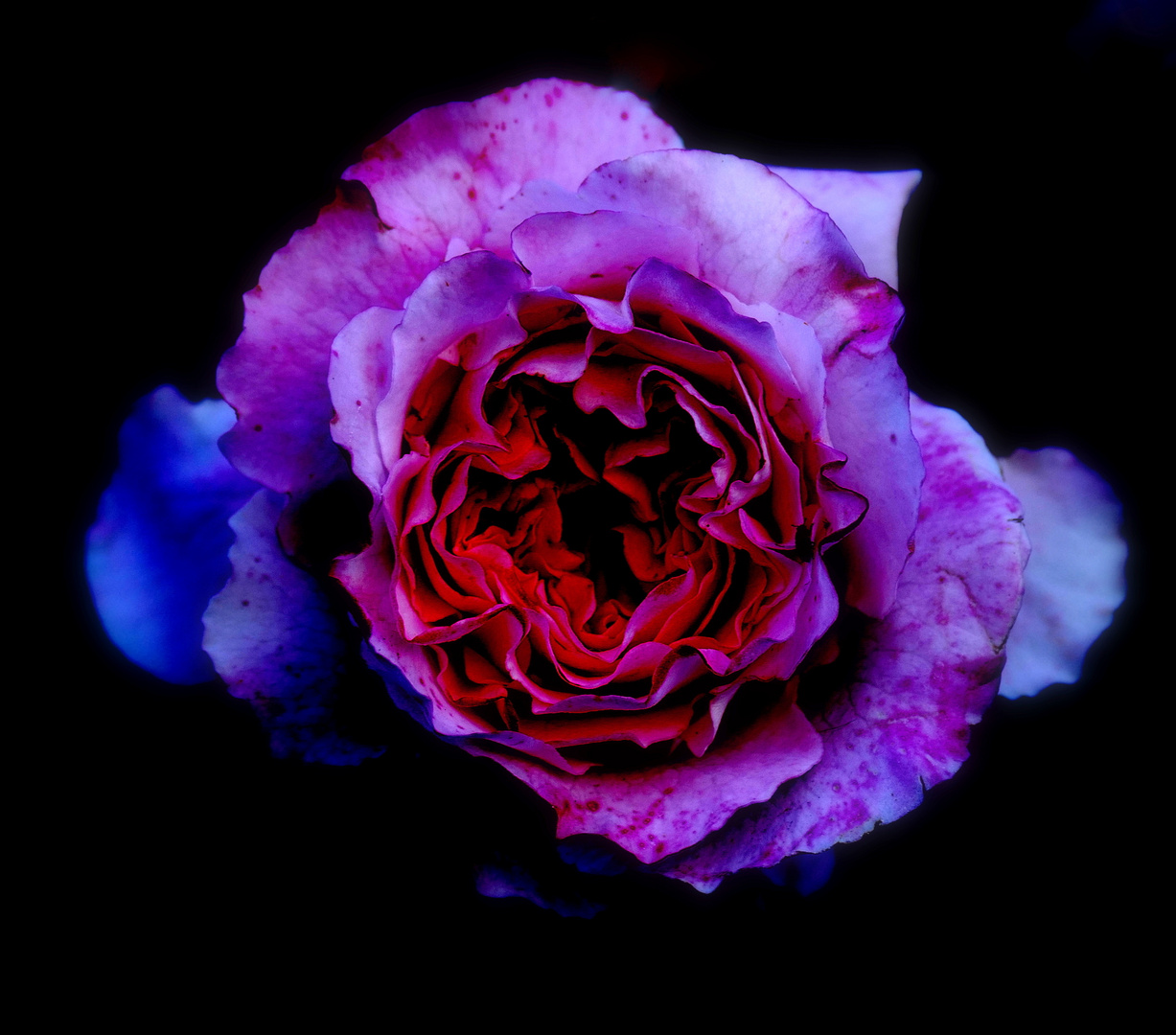 The colors of a rose