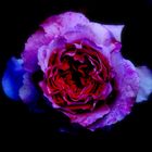 The colors of a rose