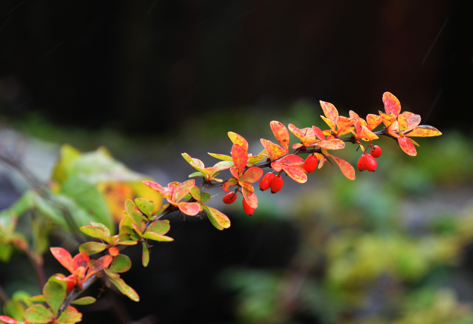 The colors of autumn 