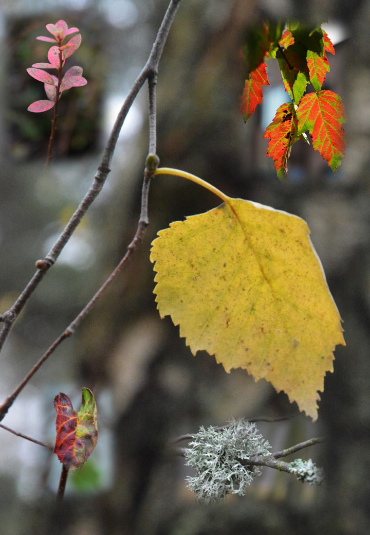 The colors of autumn