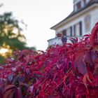 The colors of fall