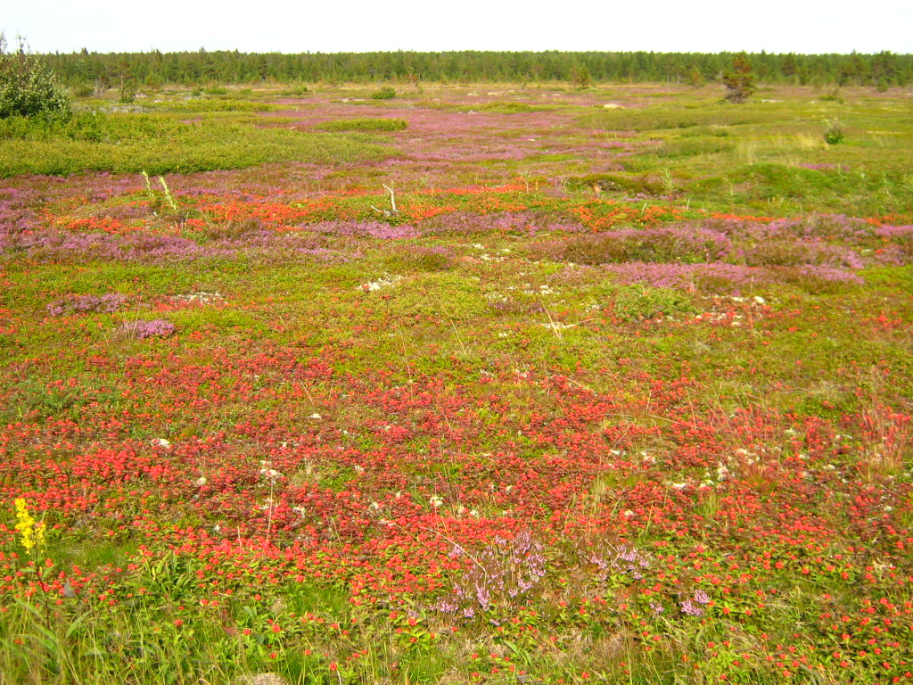 The colors of polar summer