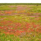 The colors of polar summer