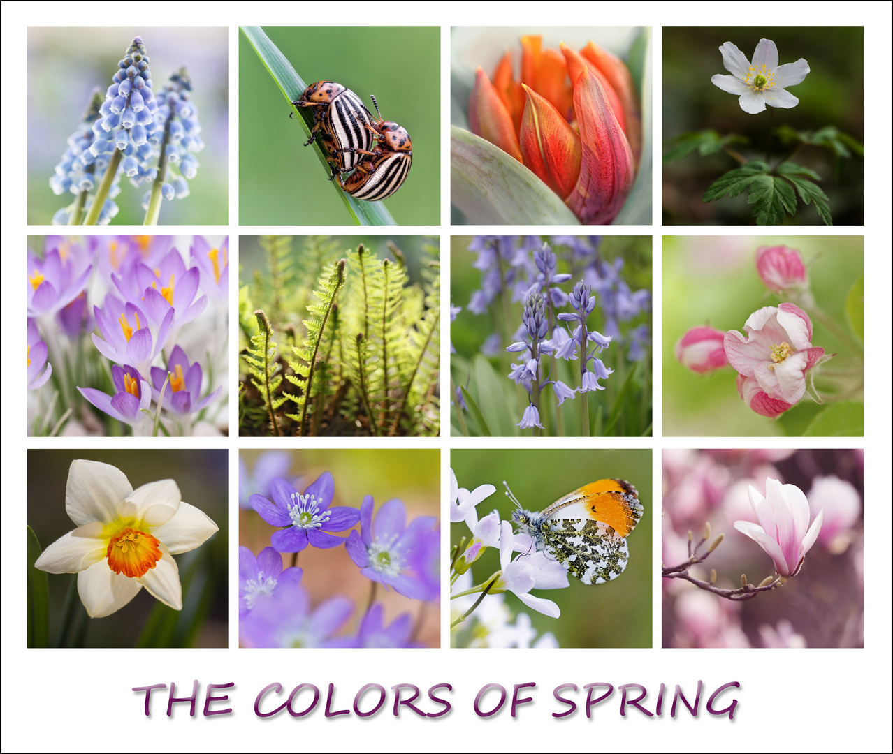 The colors of spring