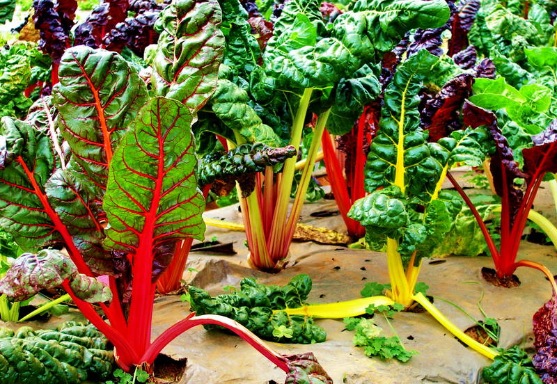 the colors of vegetables