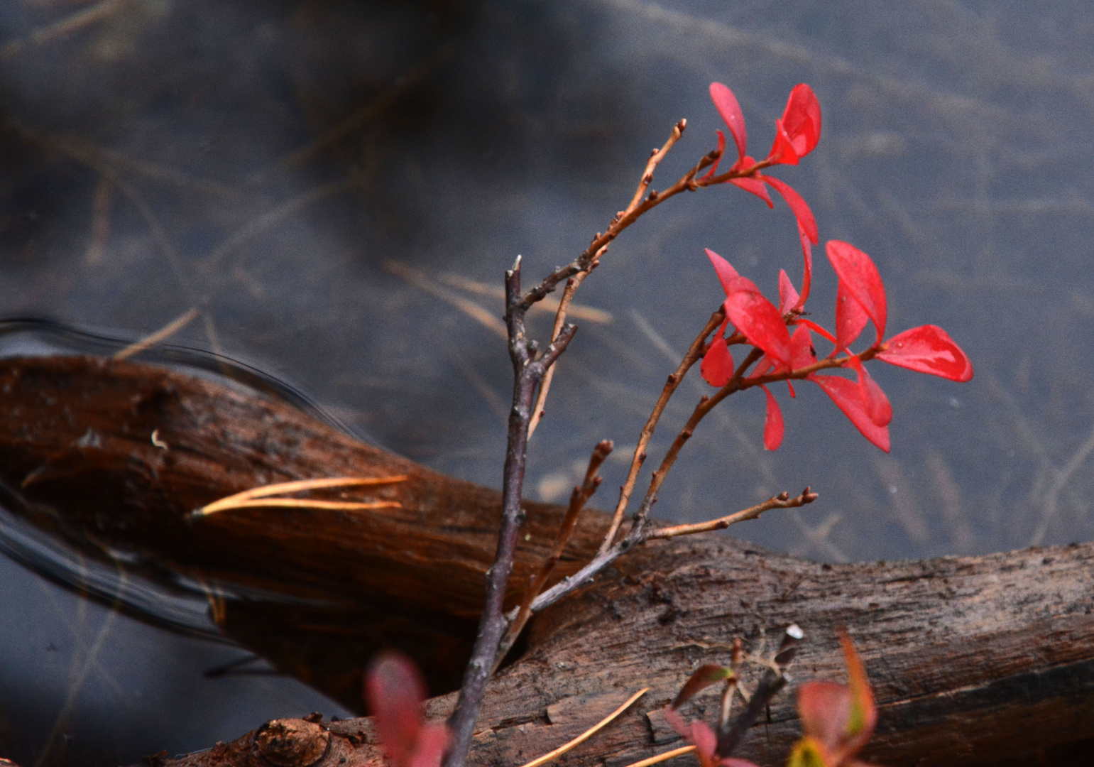 The colour of autum